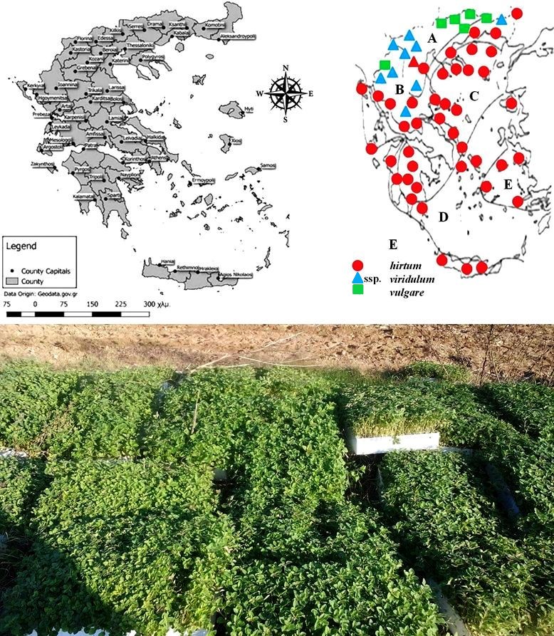 Skoufogianni et al, 2019. Ecology, Cultivation and Utilization of the Aromatic Greek Oregano
