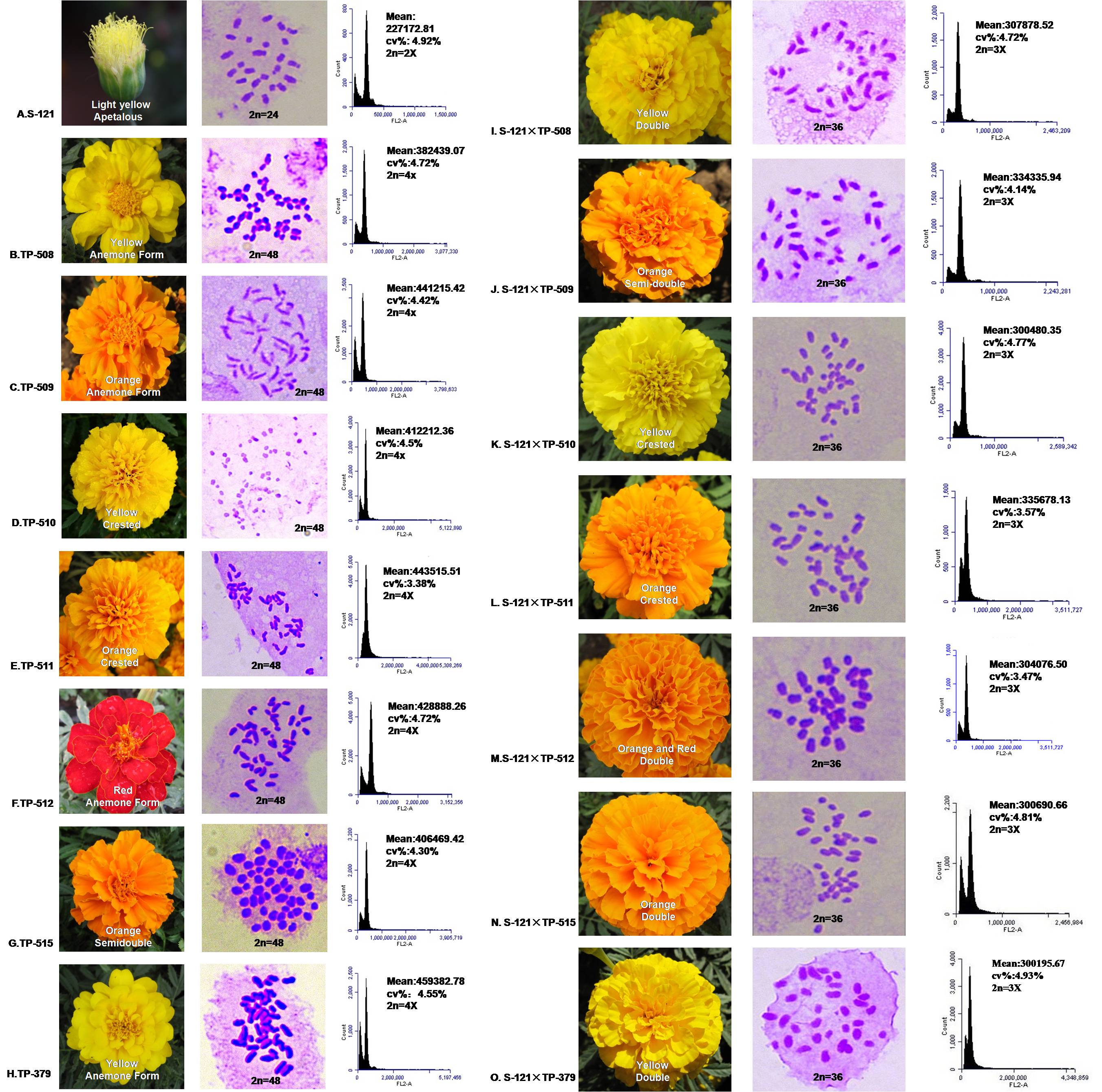 Zhang et al., 2019. Identify Suitable Parents of Tagetes erecta and T. patula for Heterotic Hybrid Breeding